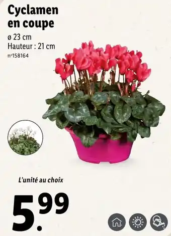 Lidl Cyclamen en coupe offre