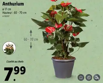 Lidl Anthurium offre
