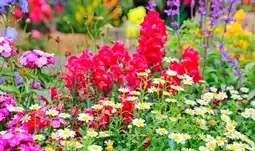 Auchan Sansmarque plantes vivaces offre