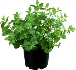 Auchan Sansmarque plantes aromatiques offre