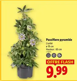Lidl Passiflore pyramide offre