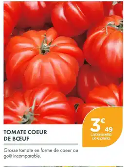 Point Vert Tomate coeur de boeuf offre