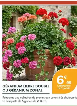 Point Vert Géranium lierre double ou géranium zonal offre