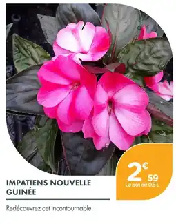 Point Vert Impatiens nouvelle guinée offre