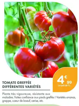 Point Vert Tomate greffée différentes variétés offre