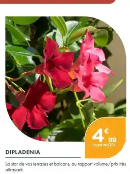 Point Vert Dipladenia offre