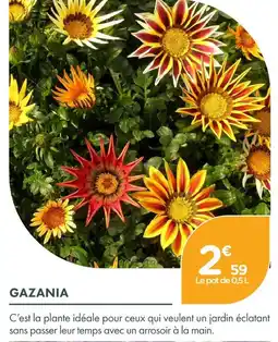 Point Vert Gazania offre