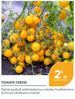 Point Vert Tomate cerise offre