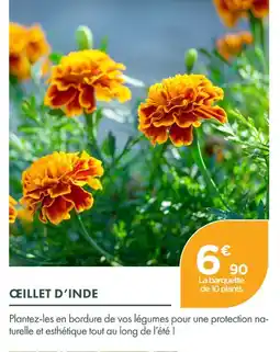 Point Vert Œillet d'inde offre