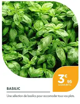 Point Vert Basilic offre