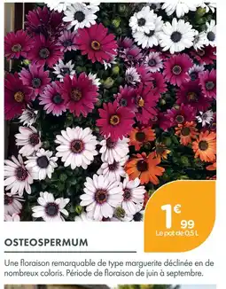 Point Vert Osteospermum offre