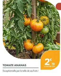 Point Vert Tomate ananas offre