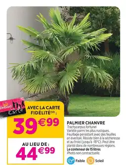 Delbard Palmier chanvre offre