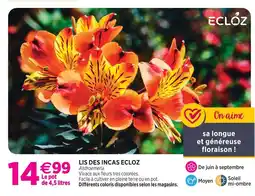 Delbard Ecloz lis des incas ecloz offre