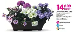 Delbard Jardinière anglaise offre