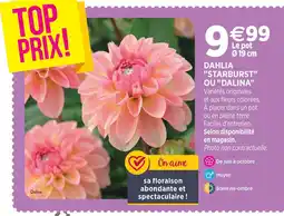 Delbard Dahlia starburst ou dalina offre