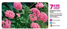 Delbard Ecloz géranium zonal ecloz offre