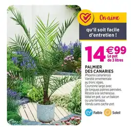 Delbard Palmier des canaries offre