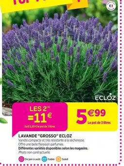 Delbard Ecloz lavande grosso ecloz offre