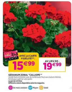 Delbard Géranium zonal calliope offre