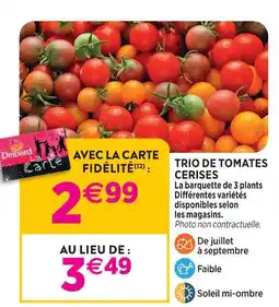 Delbard Trio de tomates cerises offre