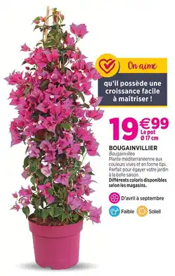 Delbard Bougainvillier offre
