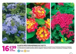 Delbard Plantes méditerranéennes en tigette offre