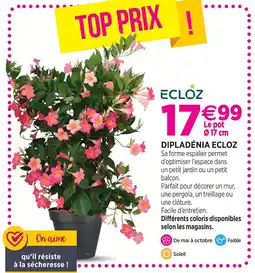 Delbard Ecloz dipladénia ecloz offre