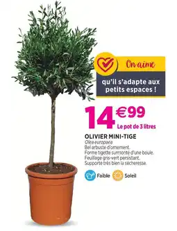 Delbard Olivier mini-tige offre