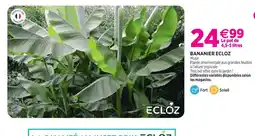 Delbard Ecloz bananier ecloz offre