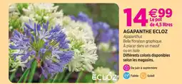 Delbard Ecloz agapanthe ecloz offre