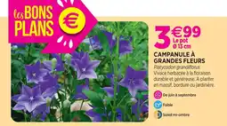 Delbard Campanule à grandes fleurs offre