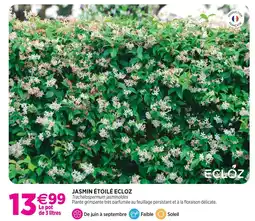 Delbard Ecloz jasmin étoilé ecloz offre