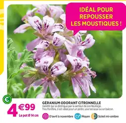 Delbard Géranium odorant citronnelle offre