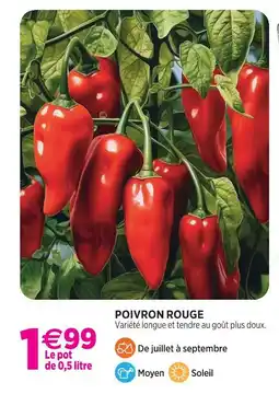 Delbard Poivron rouge offre