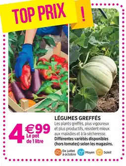 Delbard Légumes greffés offre