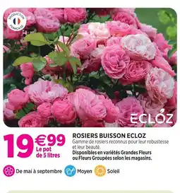 Delbard Ecloz rosiers buisson ecloz offre