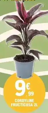 E.Leclerc Cordyline fructicosa offre