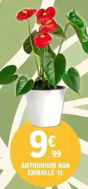 E.Leclerc Anthurium non emballe 1l offre