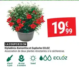 Gamm vert ECLOZ Dipladénia diamantina et Euphorbe offre