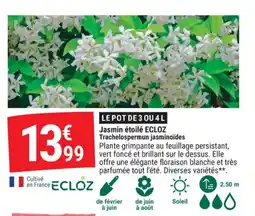 Gamm vert ECLOZ Jasmin étoilé Trachelospermun jasminoïdes offre