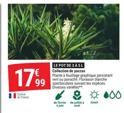 Gamm vert Collection de yuccas offre