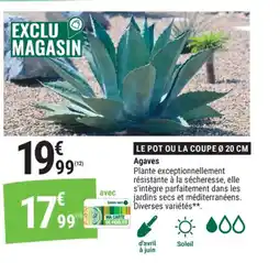 Gamm vert Agaves offre