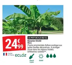 Gamm vert ECLOZ Bananier offre