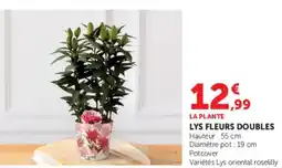 U Express Lys fleurs doubles offre