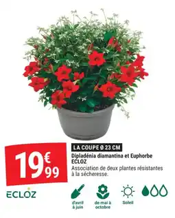 Gamm vert Dipladénia diamantina et euphorbe ecloz offre
