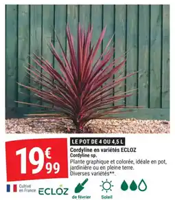 Gamm vert Cordyline en variétés ecloz cordyline sp offre