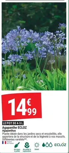 Gamm vert Agapanthe ecloz agapanthus offre