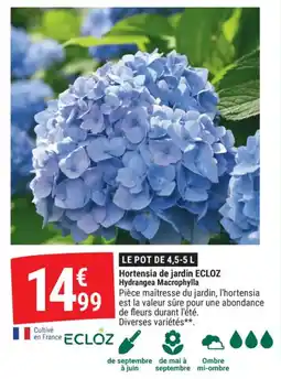 Gamm vert Hortensia de jardin ecloz hydrangea macrophylla offre