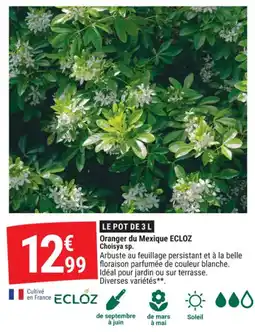 Gamm vert Oranger du mexique ecloz choisya sp offre